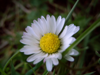 Obraz premium Happy Flower