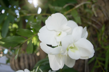 Beautiful white orchid.