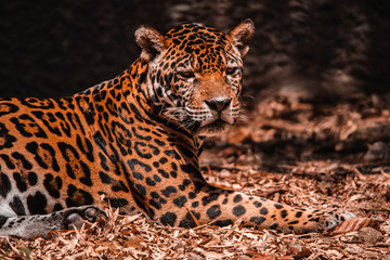 Close up of the leopard