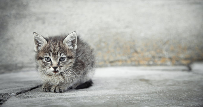 Portrait of a little kitten in outdoors.