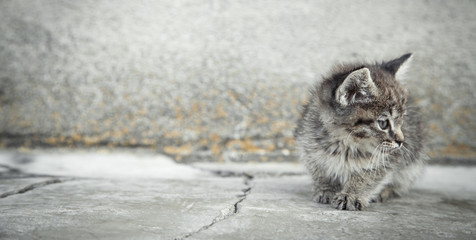Portrait of a little kitten in outdoors.