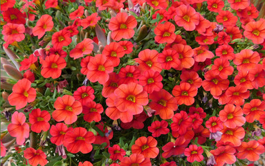 red flowers in garden, million bells, Calibrachoa
