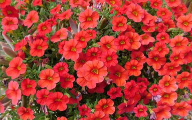  red flowers in garden, million bells, Calibrachoa © leemarusa