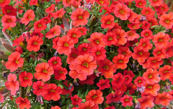 Fototapeta red flowers in garden, million bells, Calibrachoa