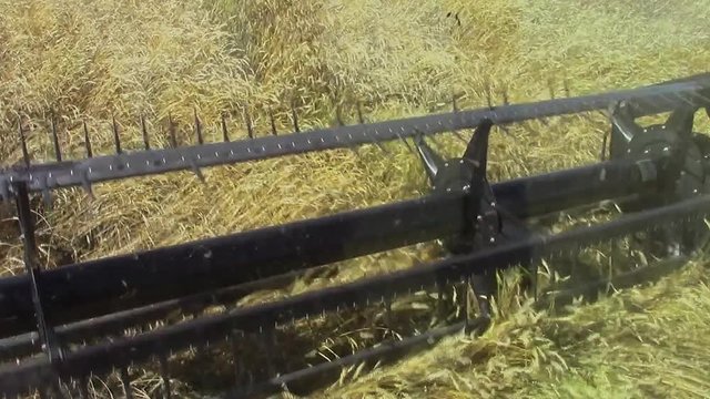 Inside the cab view of the header cutting wheat with a swather in order for it to dry down for combining
