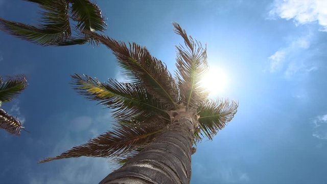 Looking up at the sun and palm tree