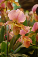 Obraz na płótnie Canvas orchid in garden