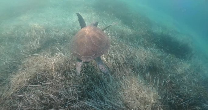 Swimming with turtle in Mediterranean sea in Cyprus