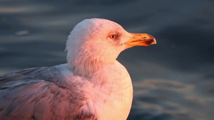 Close-up Seagull Standing Near The Seaside at Sunset