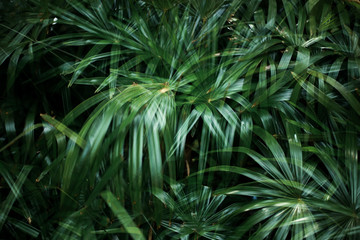 Naklejka na ściany i meble Palm leaves in forest.