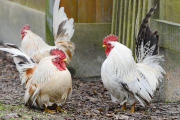 Chickens standing in front of shed