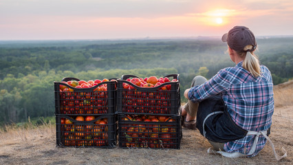 Woman farmer sitting near boxes with tomatoes, admiring the beautiful landscape, resting after work