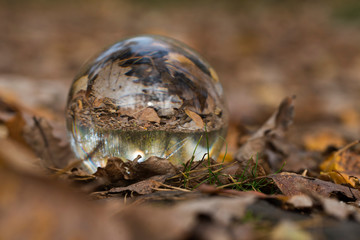 forest through a bruning glass