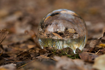 forest through a bruning glass