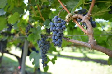 ぶどうのもぎ取り