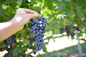 ぶどうのもぎ取り