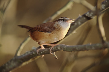 Carolina Wren (Thryothorus Ludovicianus)