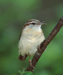 Carolina Wren (Thryothorus Ludovicianus)