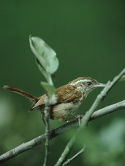 Carolina Wren (Thryothorus Ludovicianus)