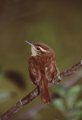 Carolina Wren (Thryothorus Ludovicianus)