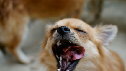 A brown Chihuahua dog sleepy