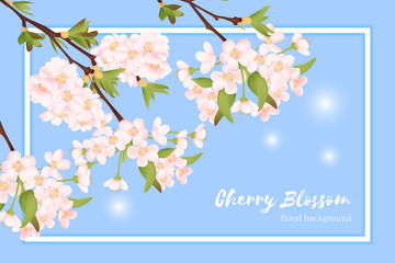 Beautiful cherry blossom background with blue sky