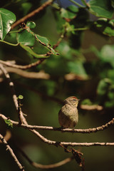 Palm Warbler (Setophaga Palmarum)