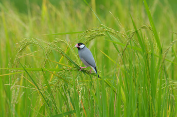 Java Sparrow; Lonchura oryzivora, Beautiful bird in Thailand
