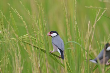 Java Sparrow; Lonchura oryzivora, Beautiful bird in Thailand