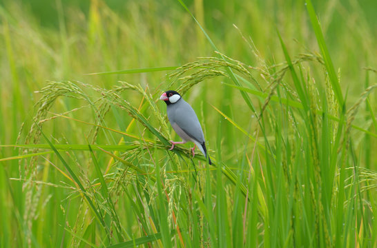 Java Sparrow; Lonchura oryzivora, Beautiful bird in Thailand