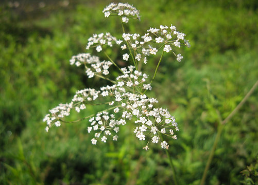 White wild cicuta virosa flower in green background. Hemlock branch with tiny white flowers in the summer. Closeup of deadly plant.