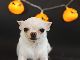 Portrait of  cute short hair white Chihuahua dog with Halloween pumpkin electric lantern