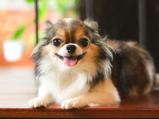 Long Hair Chihuahua Photos Royalty Free Images Graphics