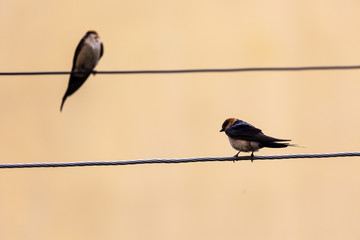 Bird on wire