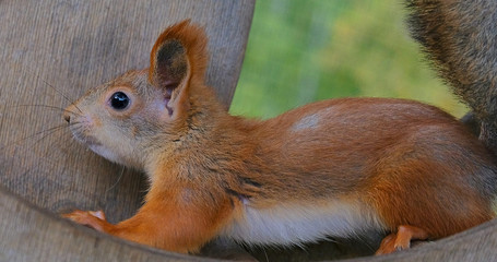 Squirrel running in a wheel in the fresh air. A squirrel in a wheel