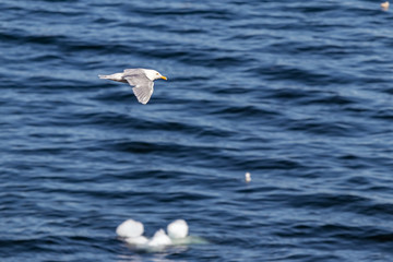 Iceland Gull -Larus glaucoides, flying at the coastline of Ilulissat, Greenland.