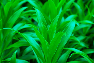 Beautiful dark green leaves with a natural background