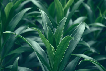 Beautiful dark green leaves with a natural background