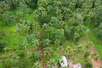 Jungle trees aerial view