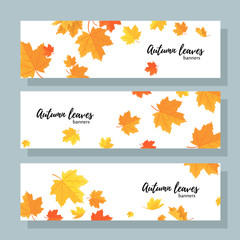 Naklejka na ściany i meble Set of three horizontal banners with autumn maple leaves on white background