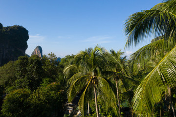Jungle trees aerial view