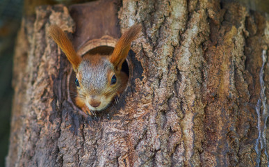 The squirrel showed its face from its nest in the tree. Squirrel looks out of the window