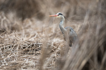 Fototapeta premium Grey Heron (Ardea cinerea) - wildlife in its natural habitat