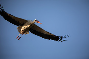 Elegant white stork (Ciconia ciconia) during the nesting season, busy taking care of his little ones