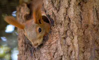 The squirrel showed its face from its nest in the tree. Squirrel looks out of the window