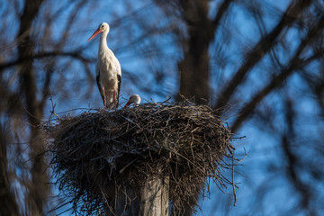 Elegant white stork (Ciconia ciconia) during the nesting season, busy taking care of his little ones