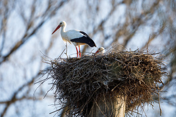 Elegant white stork (Ciconia ciconia) during the nesting season, busy taking care of his little ones