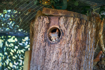The squirrel showed its face from its nest in the tree. Squirrel looks out of the window