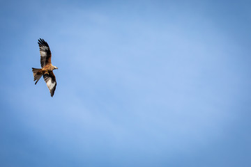 Red kite (Milvus milvus) in flight against blue sky