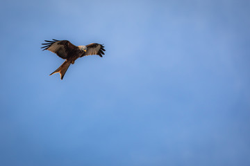 Red kite (Milvus milvus) in flight against blue sky
